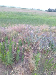 Anchusa procera