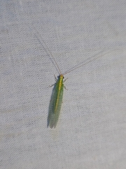 Chrysoperla