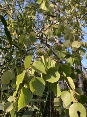 Betula pubescens