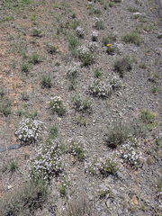 Jamesbrittenia tysonii