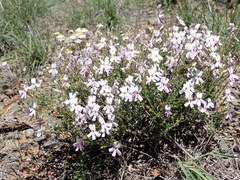 Jamesbrittenia tysonii