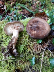 Lactarius ruginosus