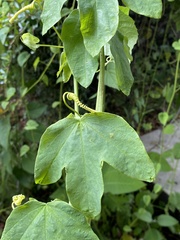 Passiflora subpeltata