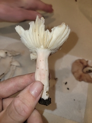 Russula mariae