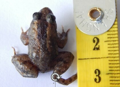 Occidozyga sumatrana