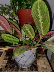 Maranta