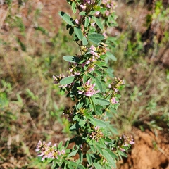 Lespedeza stuevei