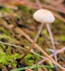 Mycetinis scorodonius