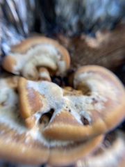 Mensularia radiata