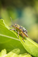 Nezara viridula