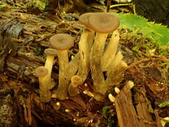 Pseudoarmillariella ectypoides