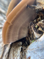 Mensularia radiata