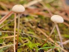 Mycetinis scorodonius