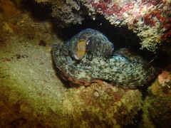Octopus djinda
