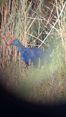 Porphyrio porphyrio