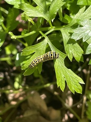 Papilio polyxenes