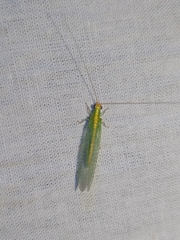 Chrysoperla