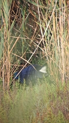 Porphyrio porphyrio