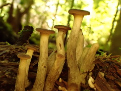 Pseudoarmillariella ectypoides