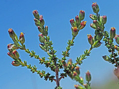 Eriocephalus
