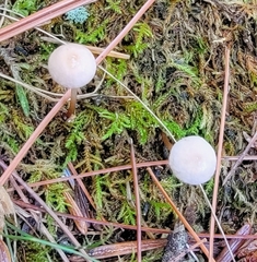 Mycetinis scorodonius