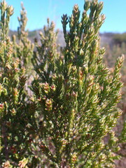 Passerina corymbosa