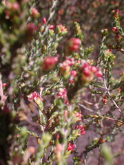 Passerina corymbosa