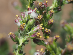 Eriocephalus
