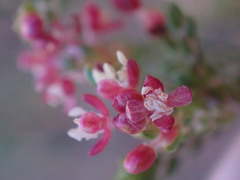 Passerina corymbosa