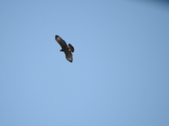 Parabuteo unicinctus