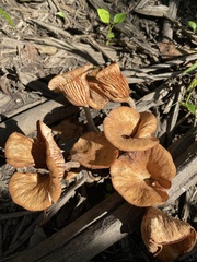 Desarmillaria caespitosa