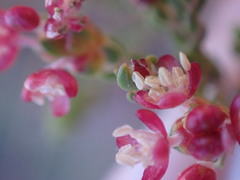 Passerina corymbosa