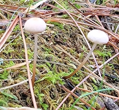 Mycetinis scorodonius