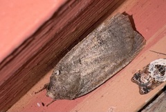 Noctuidae