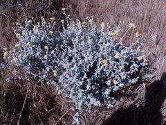 Helichrysum patulum