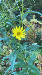 Helianthus giganteus