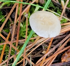 Mycetinis scorodonius