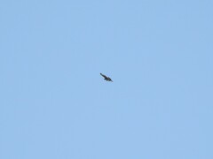 Parabuteo unicinctus