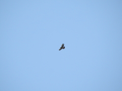 Parabuteo unicinctus
