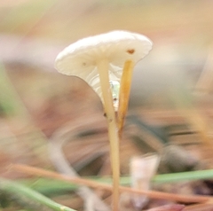 Mycetinis scorodonius