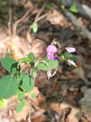 Desmodium