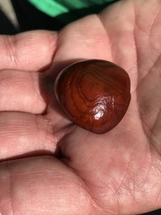 Aesculus hippocastanum