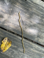 Diversibipalium multilineatum