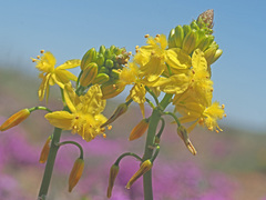 Bulbine frutescens