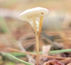 Mycetinis scorodonius