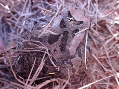 Sclerophrys capensis