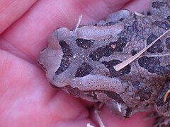 Sclerophrys capensis