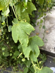 Passiflora subpeltata