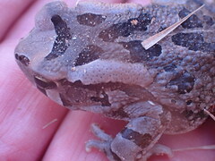 Sclerophrys capensis