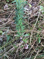 Lespedeza virginica